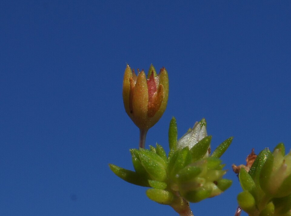 Crassula decumbens (Scilly Pigmyweed) (alternate view 8)