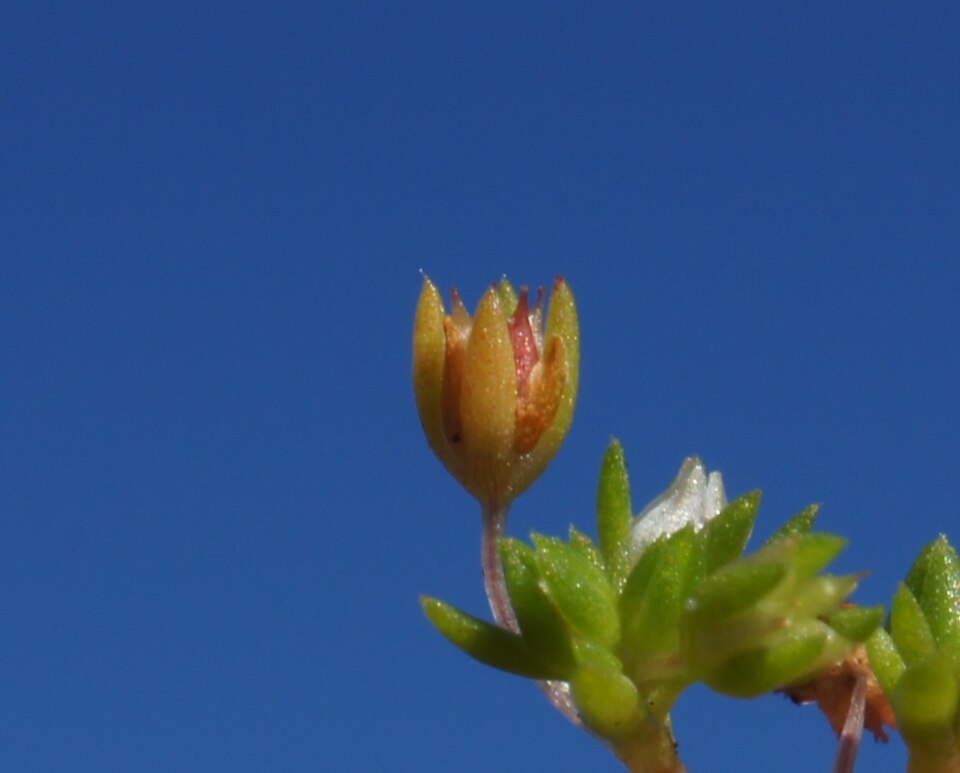 Crassula decumbens (Scilly Pigmyweed) (alternate view 9)