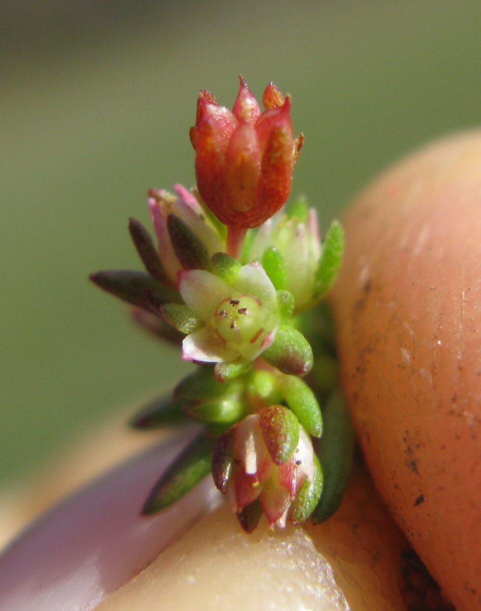 Crassula decumbens (Scilly Pigmyweed) (alternate view 10)