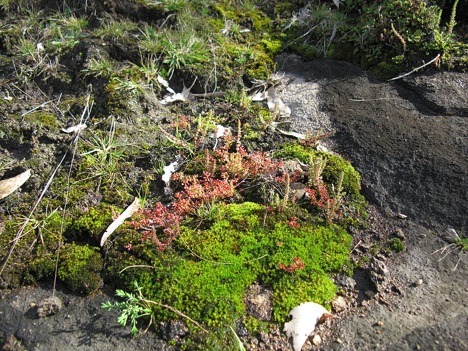 Crassula sieberiana (Australian Stonecrop) (alternate view 7)