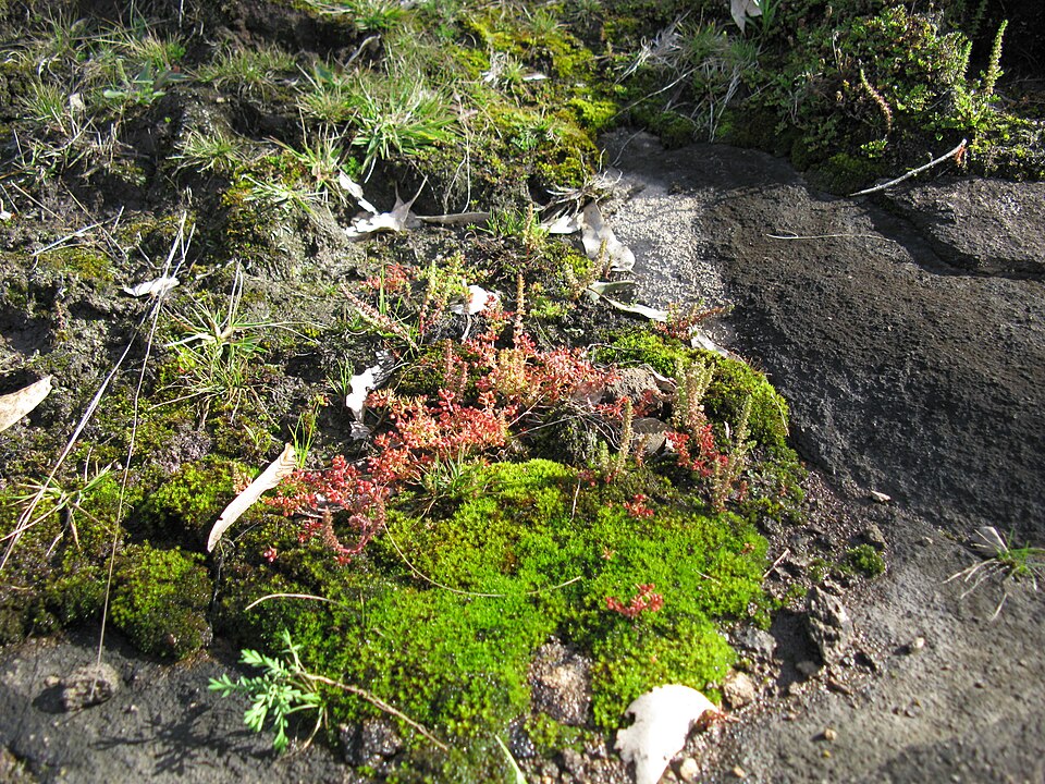 Crassula sieberiana (Australian Stonecrop) (alternate view 8)
