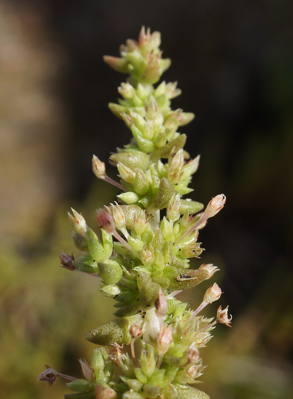 Crassula sieberiana (Australian Stonecrop) (alternate view 9)