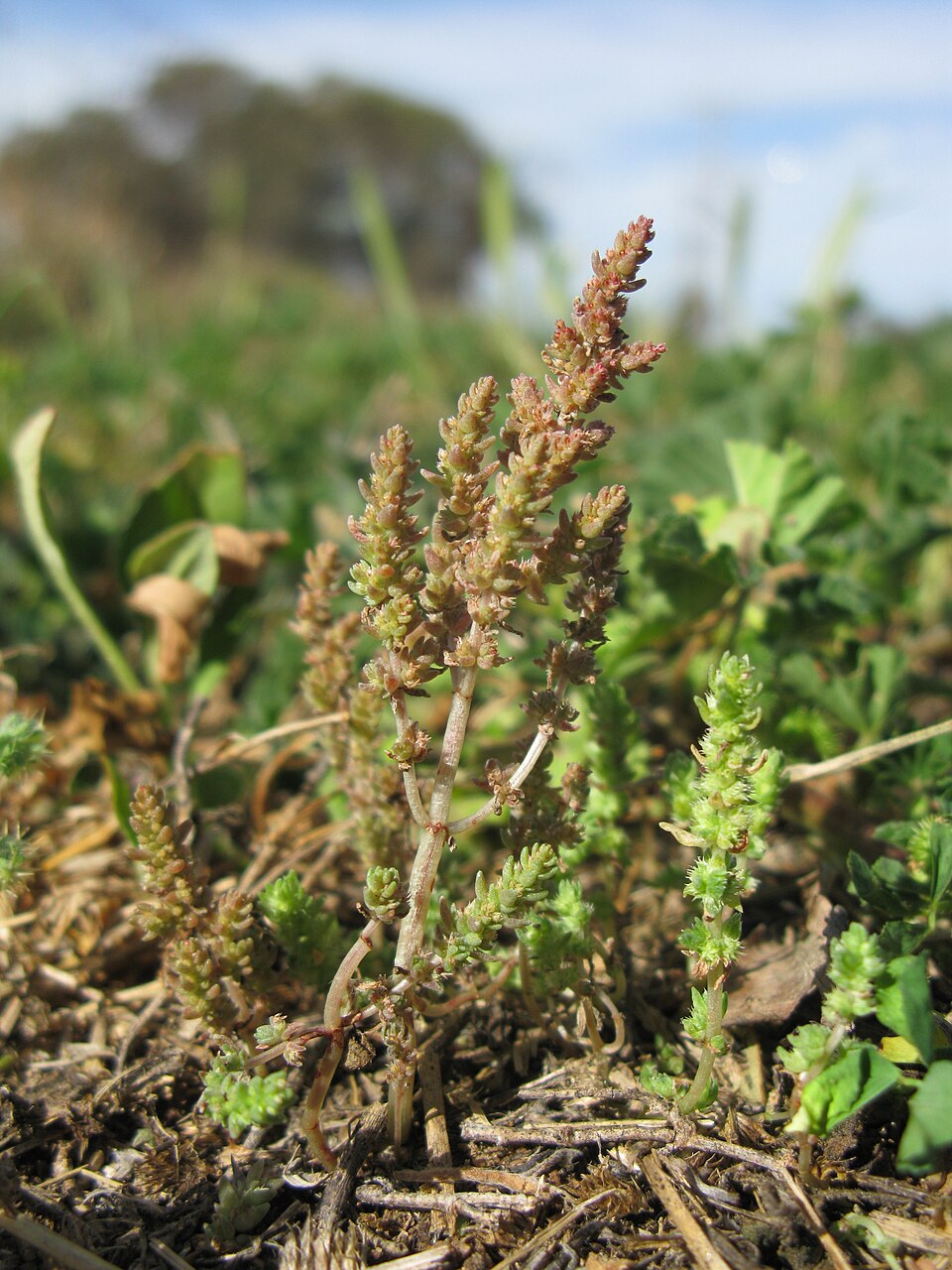 Crassula sieberiana (Australian Stonecrop) (alternate view 10)