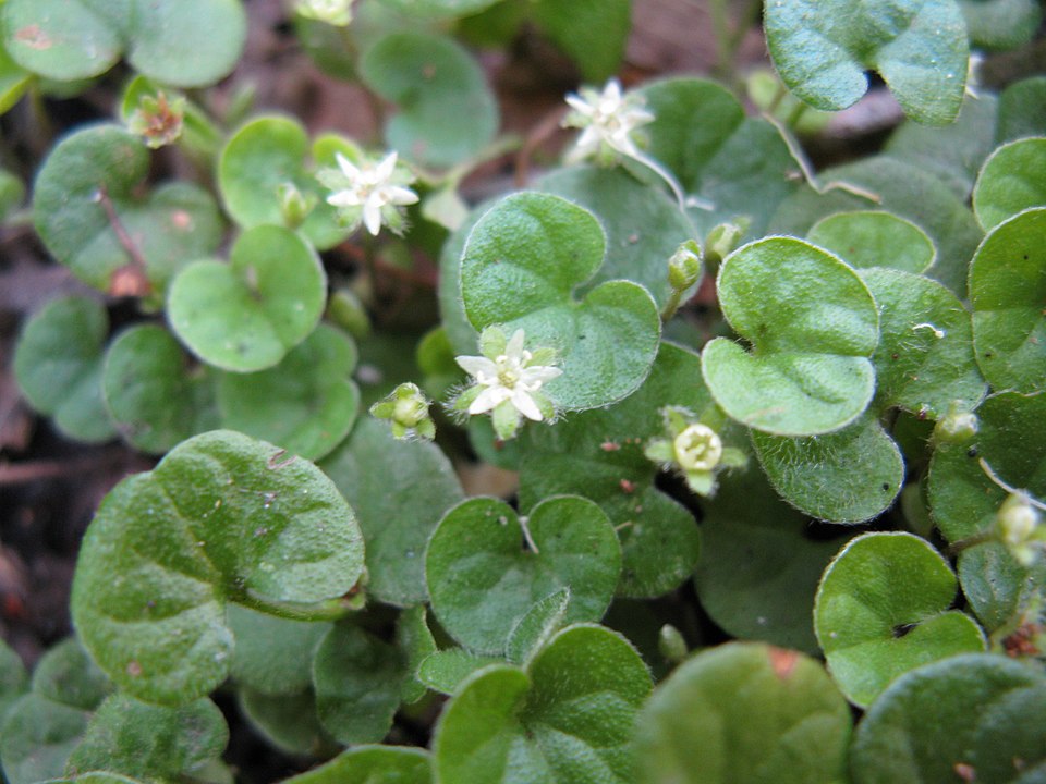 Dichondra repens (kidney weed) (alternate view 3)
