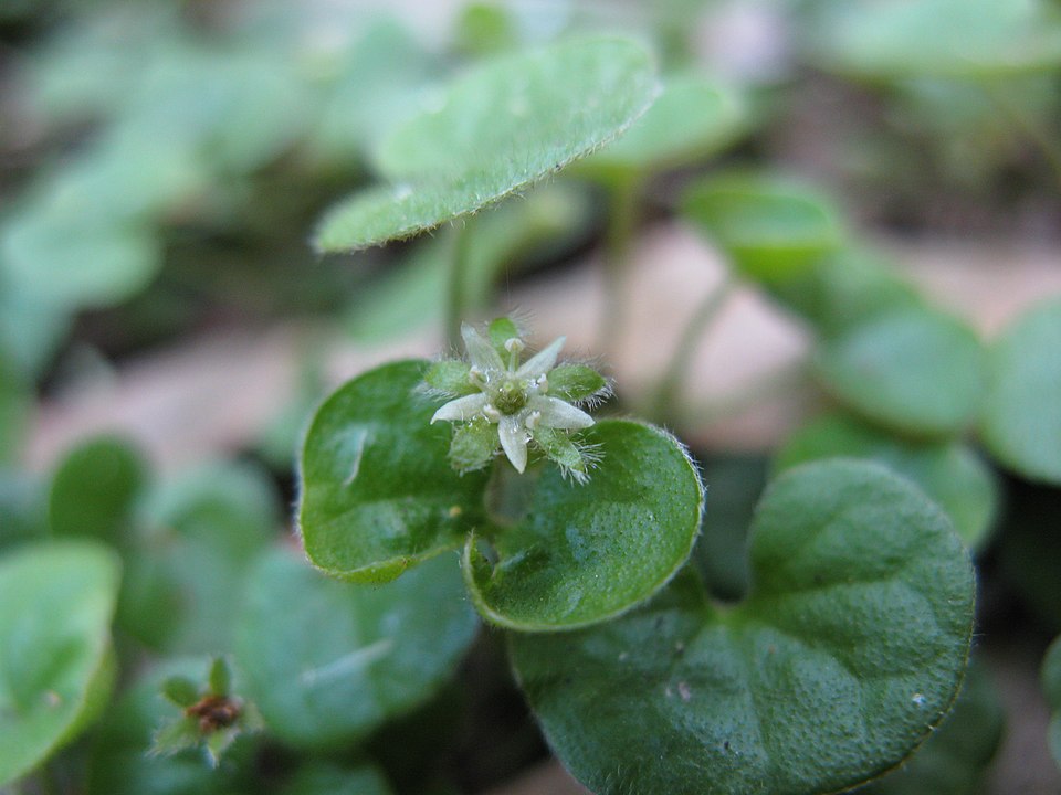 Dichondra repens (kidney weed) (alternate view 4)