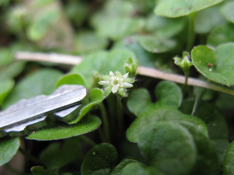 Dichondra repens (kidney weed) (alternate view 5)