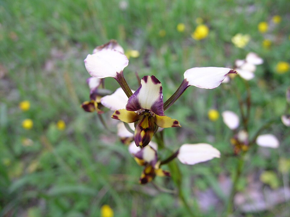 Diuris pardina (Leopard Orchid) (alternate view 5)