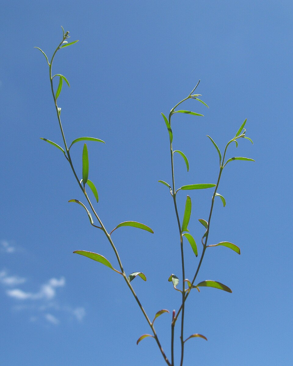 Chenopodium nutans (Climbing saltbush) (alternate view 4)