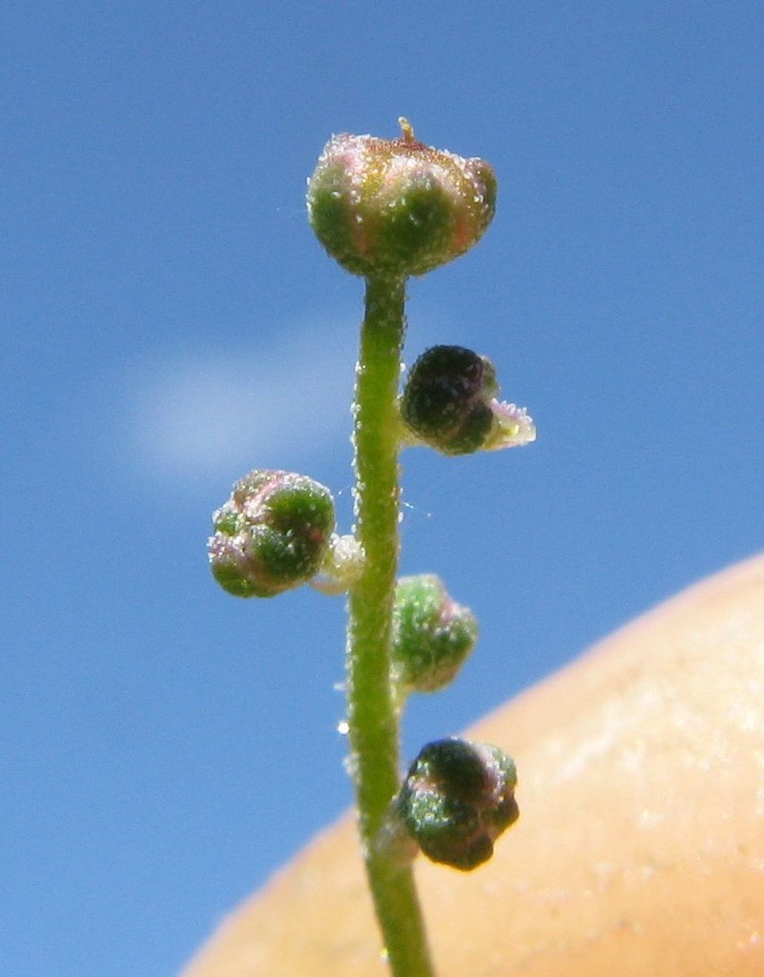 Chenopodium nutans (Climbing saltbush) (alternate view 7)