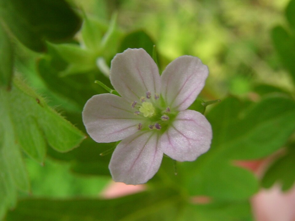 Geranium solanderi (Solander's geranium)