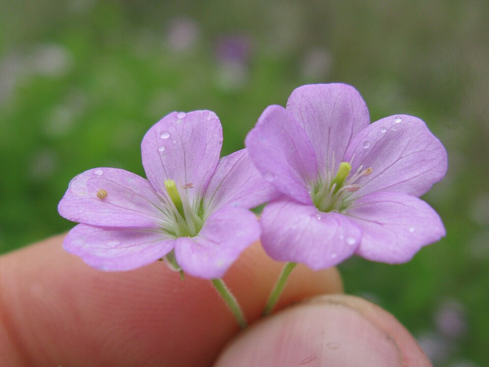 Geranium solanderi (Solander's geranium) (alternate view 2)