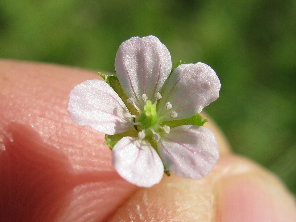 Geranium solanderi (Solander's geranium) (alternate view 3)