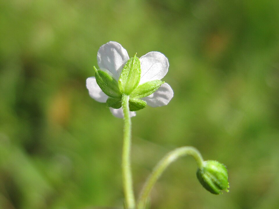 Geranium solanderi (Solander's geranium) (alternate view 4)