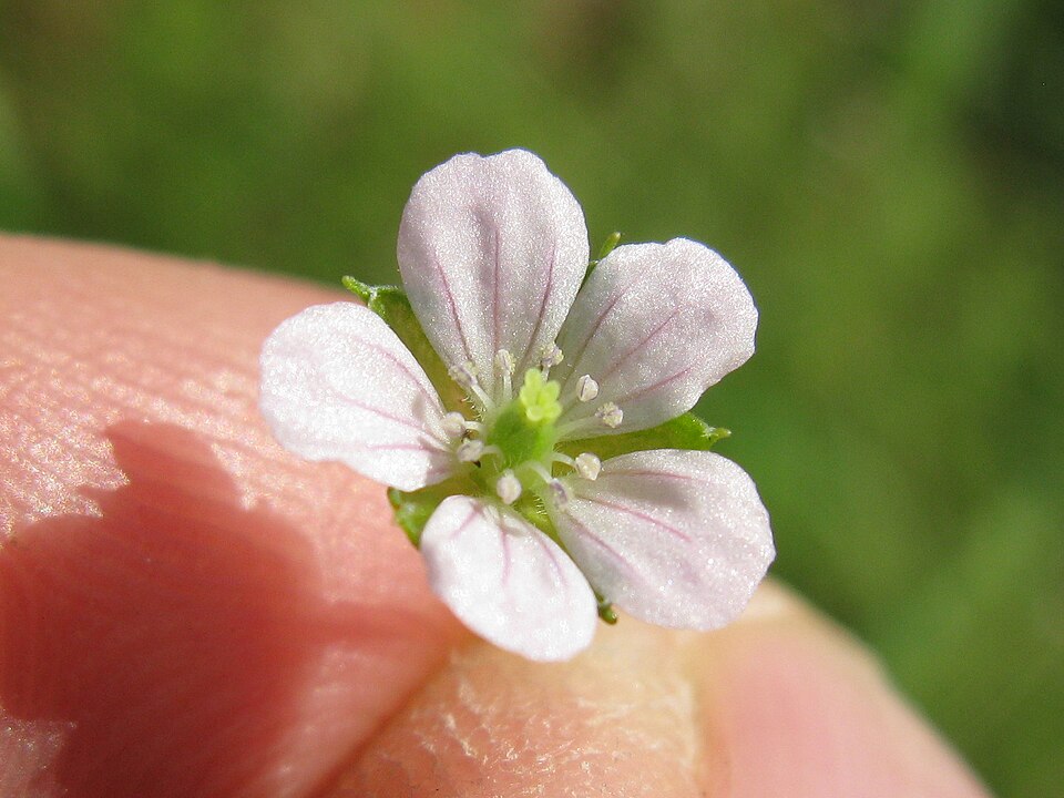 Geranium solanderi (Solander's geranium) (alternate view 5)