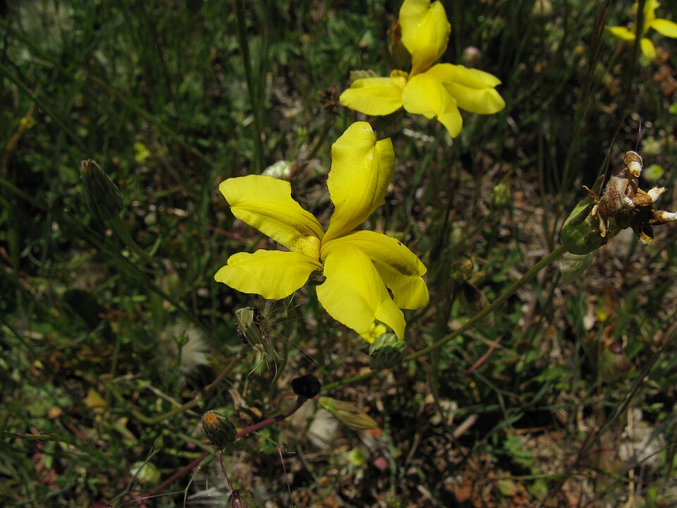 Goodenia pinnatifida (scrambled eggs) (alternate view 6)