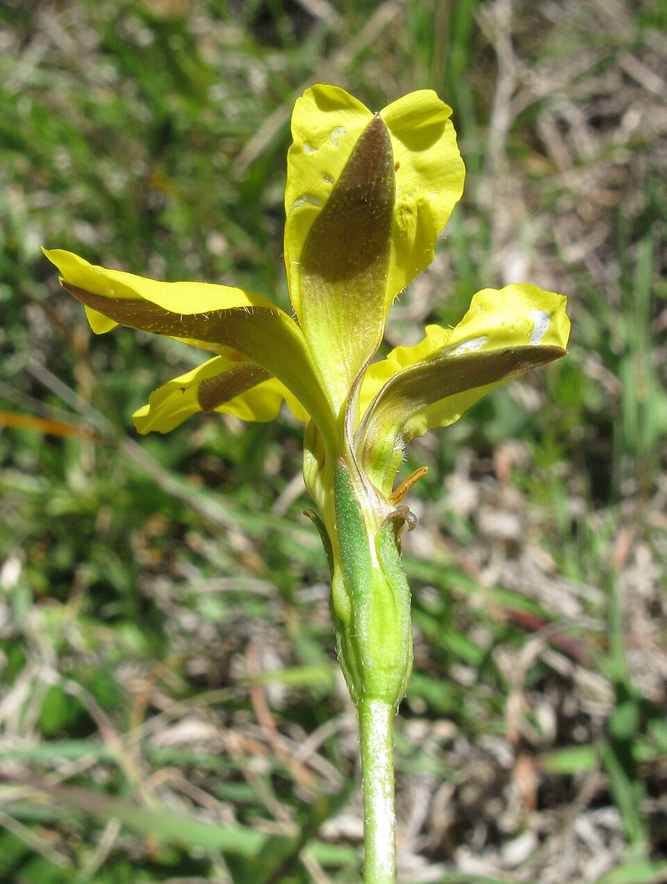 Goodenia pinnatifida (scrambled eggs) (alternate view 7)