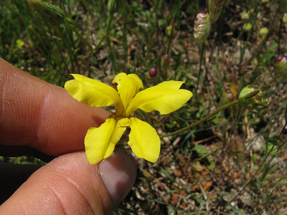 Goodenia pinnatifida (scrambled eggs) (alternate view 8)