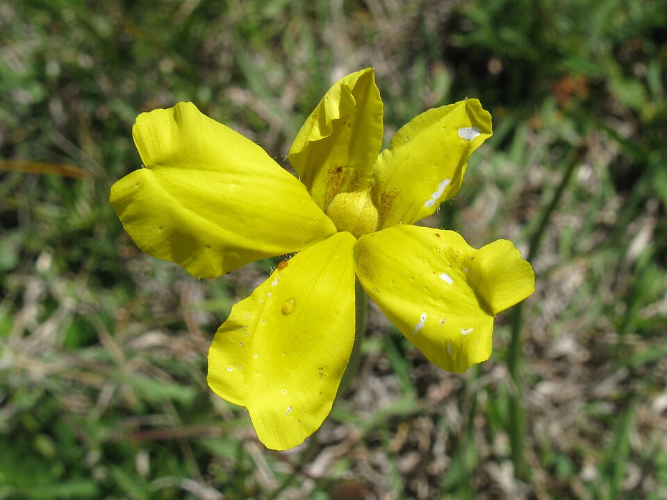 Goodenia pinnatifida (scrambled eggs) (alternate view 9)