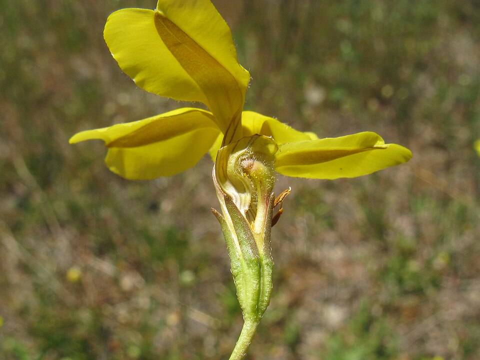Goodenia pinnatifida (scrambled eggs) (alternate view 10)
