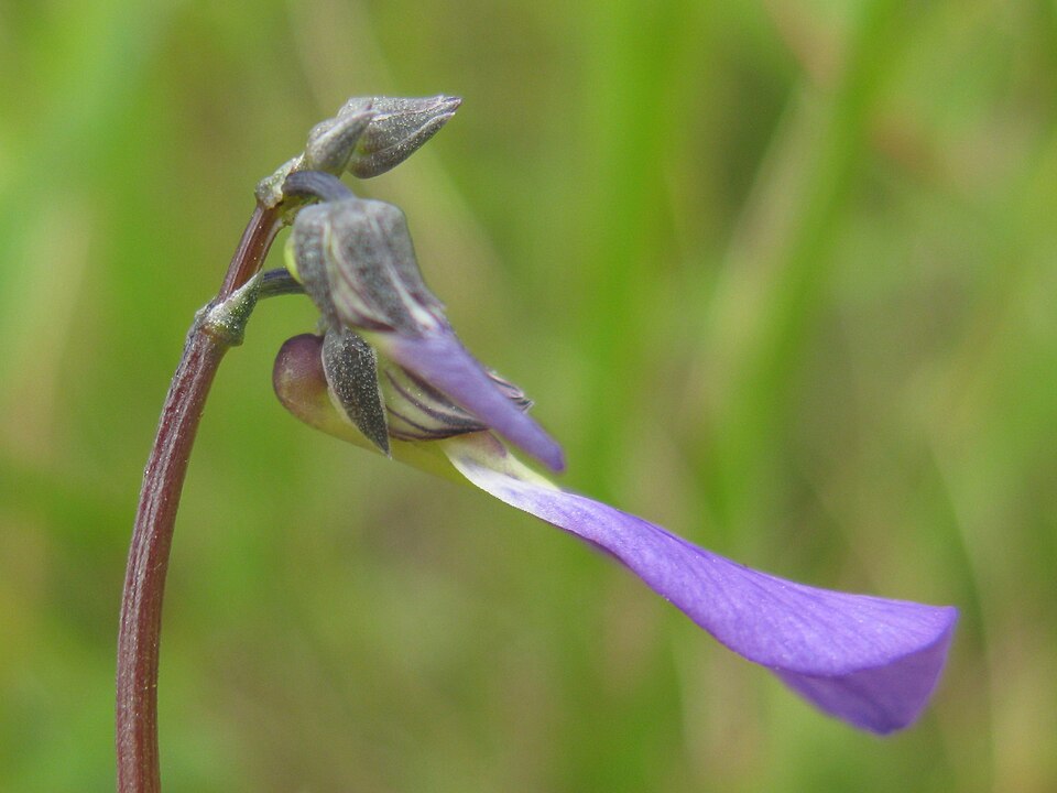 Pigea monopetala (Lady's Slipper) (alternate view 10)