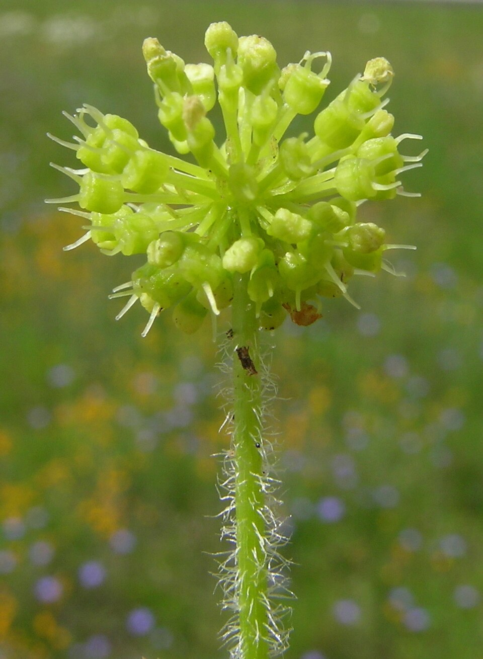 Hydrocotyle laxiflora (Stinking Pennywort) (alternate view 9)