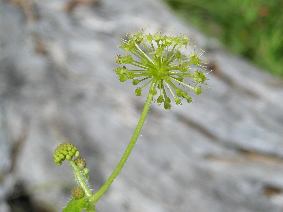 Hydrocotyle laxiflora (Stinking Pennywort) (alternate view 10)