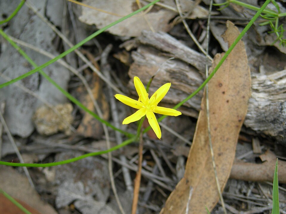 Hypoxis hygrometrica (Golden Weather-grass) (alternate view 6)