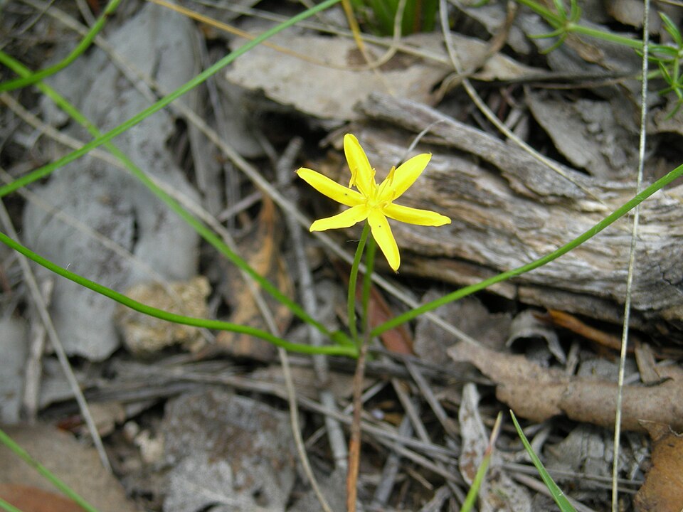 Hypoxis hygrometrica (Golden Weather-grass) (alternate view 7)