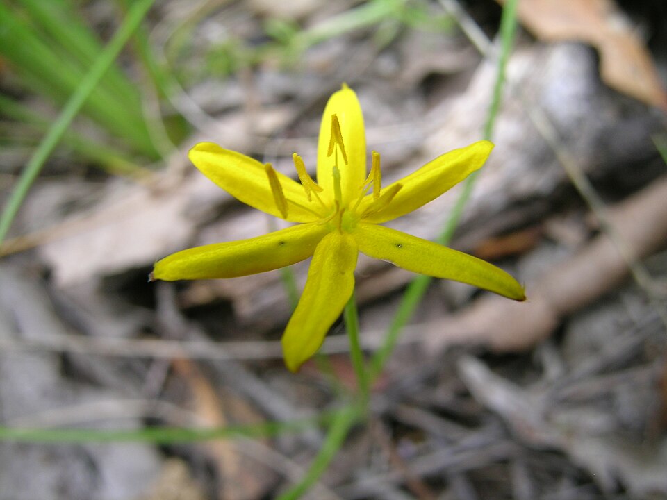 Hypoxis hygrometrica (Golden Weather-grass) (alternate view 8)