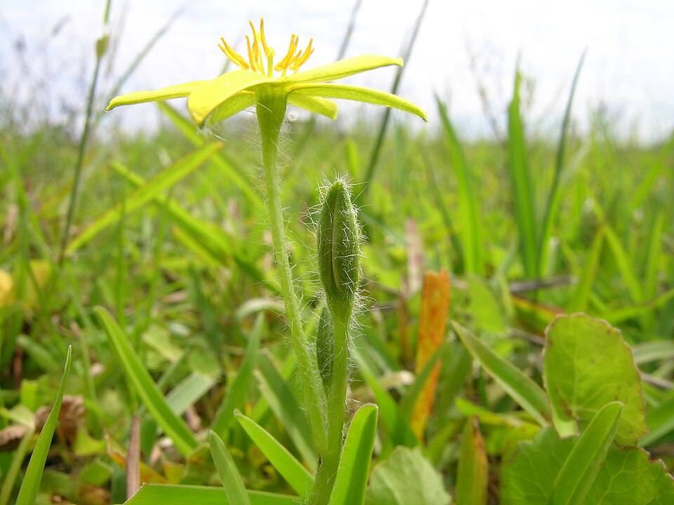 Hypoxis hygrometrica (Golden Weather-grass) (alternate view 9)