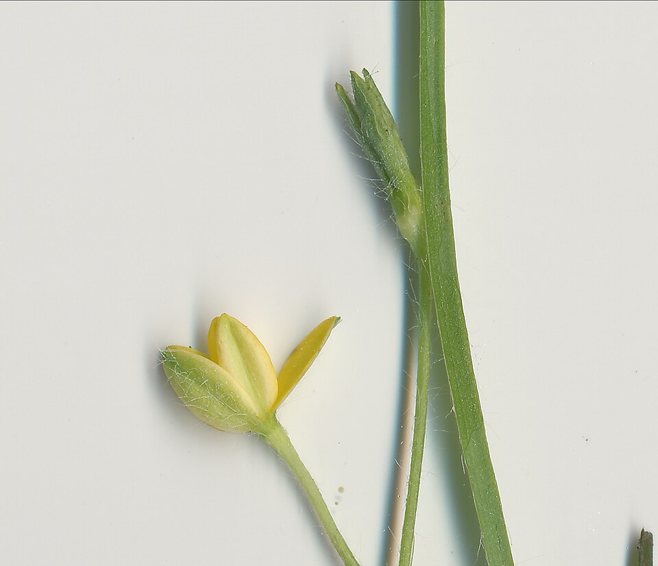 Hypoxis hygrometrica (Golden Weather-grass) (alternate view 10)