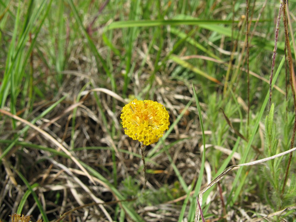 Leptorhynchos squamatus (Scaly-buttons) (alternate view 6)