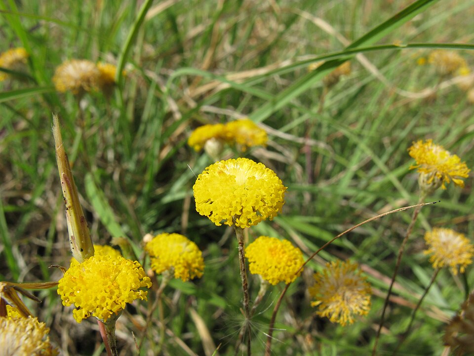 Leptorhynchos squamatus (Scaly-buttons) (alternate view 7)