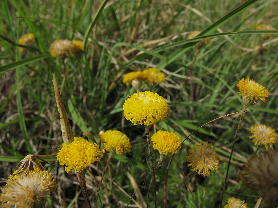 Leptorhynchos squamatus (Scaly-buttons) (alternate view 8)