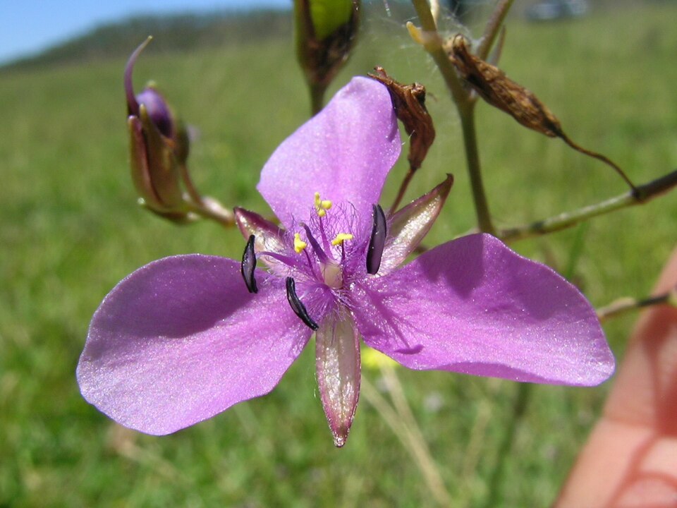 Murdannia graminea (Grass Lily) (alternate view 7)