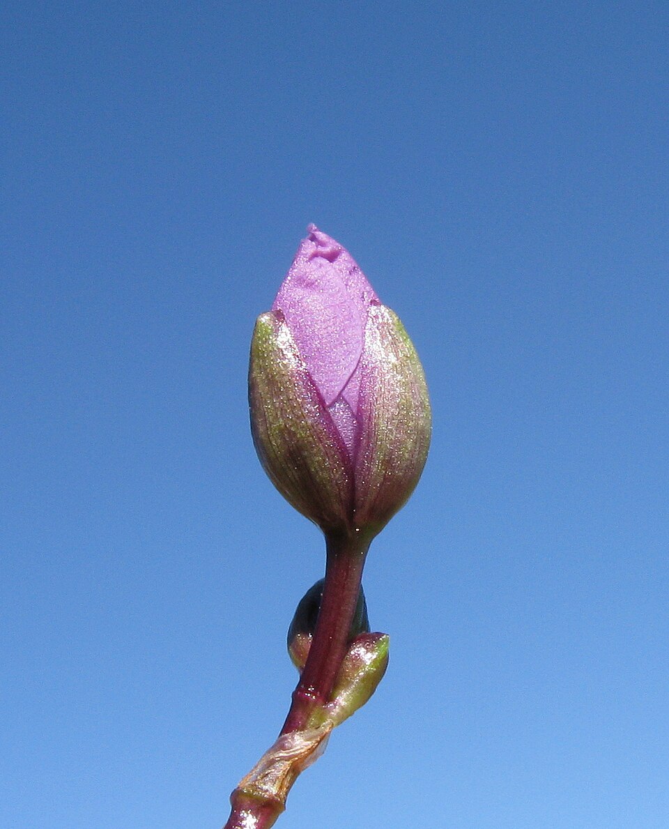 Murdannia graminea (Grass Lily) (alternate view 8)