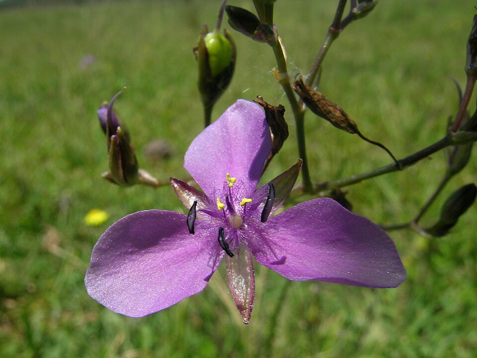 Murdannia graminea (Grass Lily) (alternate view 9)