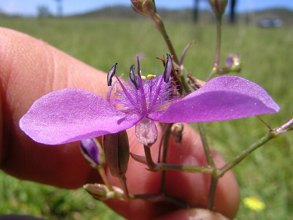 Murdannia graminea (Grass Lily) (alternate view 10)