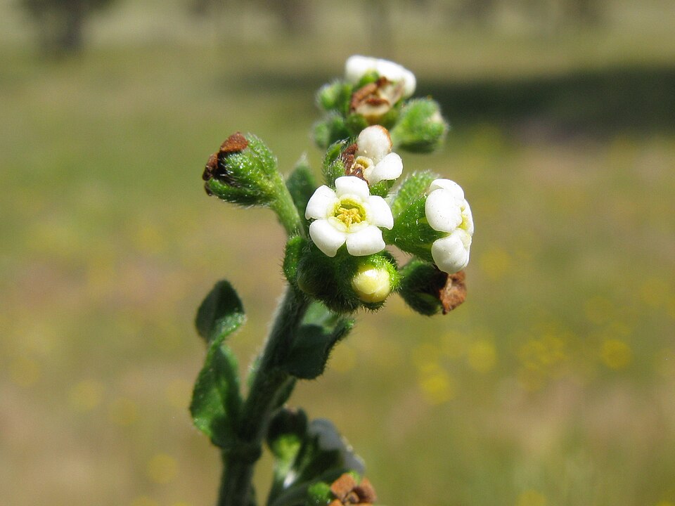Hackelia suaveolens (sweet hound's-tongue) (alternate view 6)