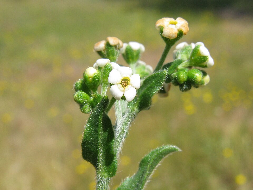 Hackelia suaveolens (sweet hound's-tongue) (alternate view 7)