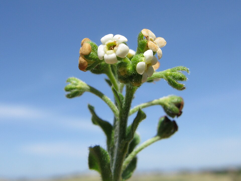 Hackelia suaveolens (sweet hound's-tongue) (alternate view 8)