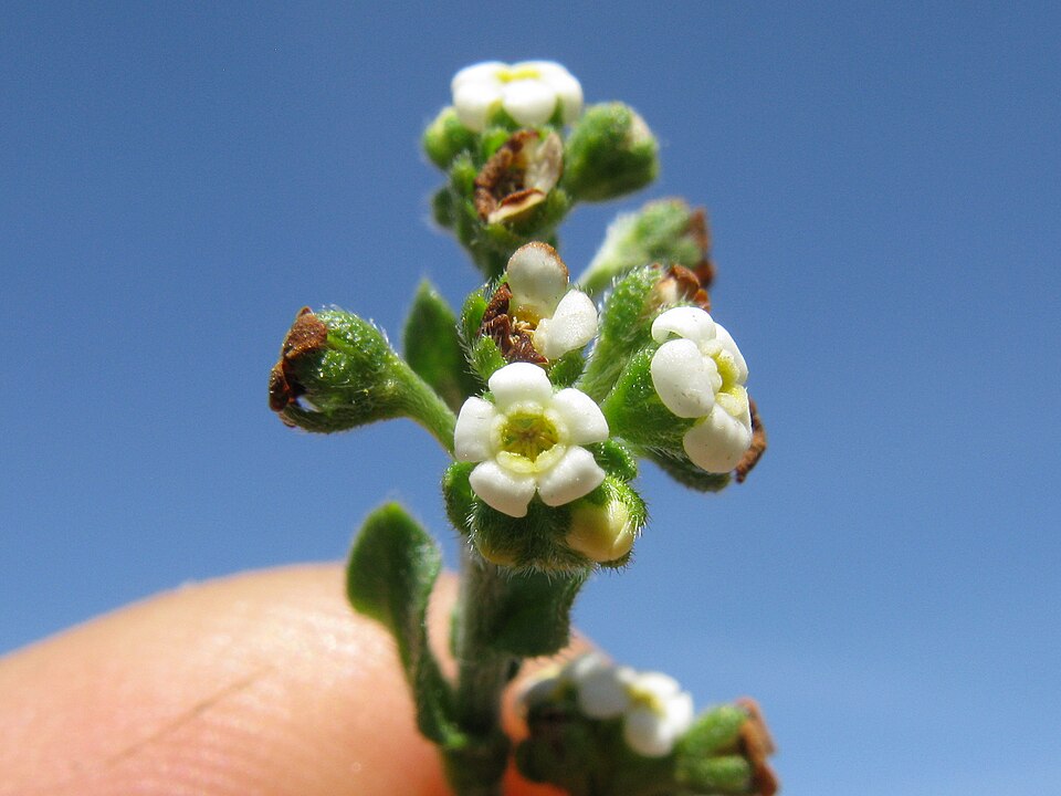 Hackelia suaveolens (sweet hound's-tongue) (alternate view 9)