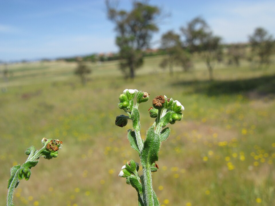 Hackelia suaveolens (sweet hound's-tongue) (alternate view 10)