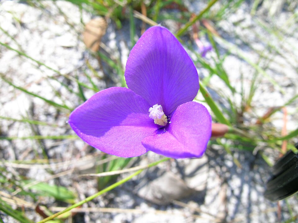 Patersonia fragilis (Short Purple-flag) (alternate view 5)