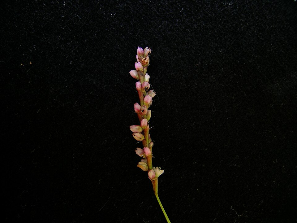 Persicaria decipiens (slender knotweed) (alternate view 3)