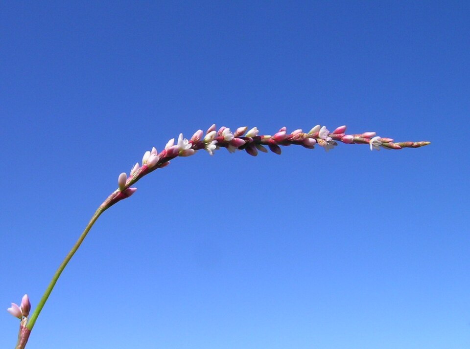 Persicaria decipiens (slender knotweed) (alternate view 4)