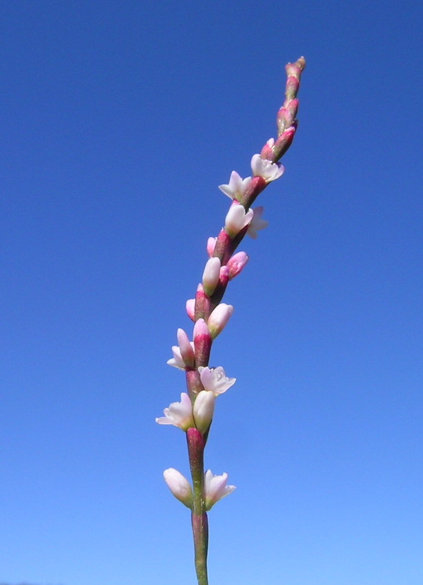 Persicaria decipiens (slender knotweed) (alternate view 5)
