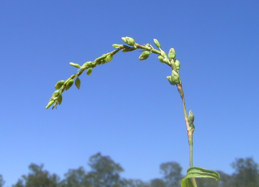 Persicaria hydropiper (waterpepper)