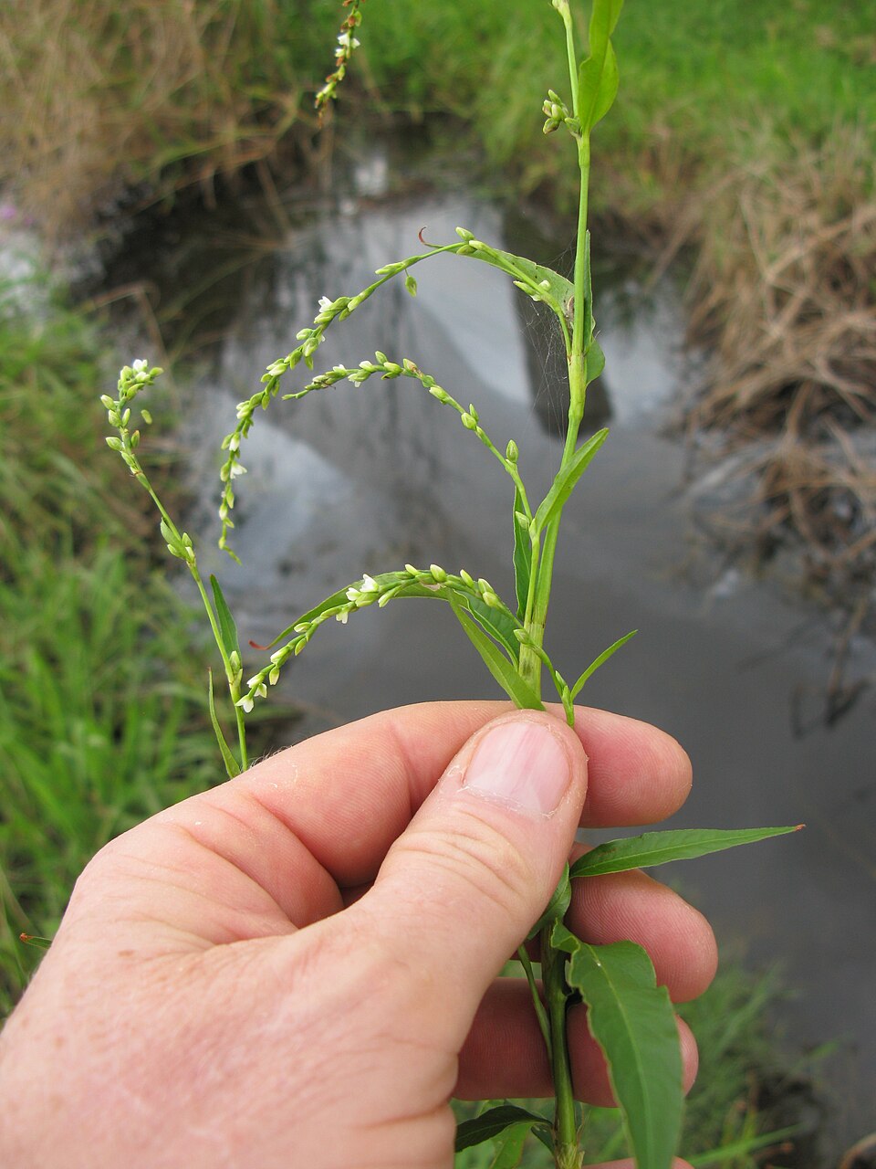 Persicaria hydropiper (waterpepper)