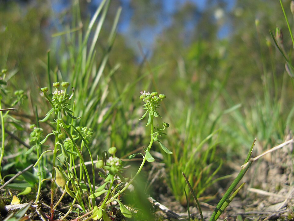 Poranthera microphylla (Small Poranthera) (alternate view 5)